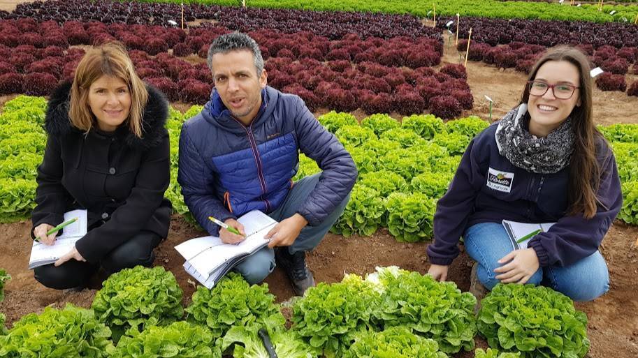 RijkZwaan-lechugas-2019-1|RijkZwaan-lechugas-2019-2|RijkZwaan-lechugas-2019-3|RijkZwaan-lechugas-2019-4|RijkZwaan-Salatrio|RijkZwaan-Cos